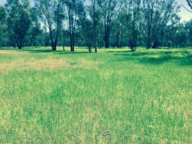Fifth view of Homely rural property listing, 0 Peck Road, Violet Town VIC 3669