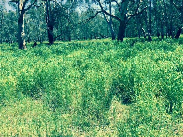 Sixth view of Homely rural property listing, 0 Peck Road, Violet Town VIC 3669
