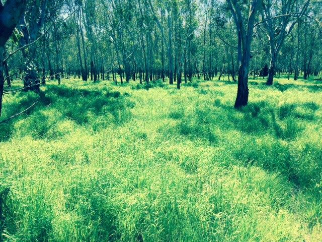 Seventh view of Homely rural property listing, 0 Peck Road, Violet Town VIC 3669