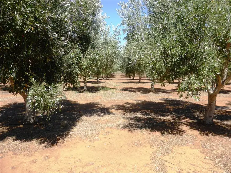 Lot 21 Blyth Plains Road