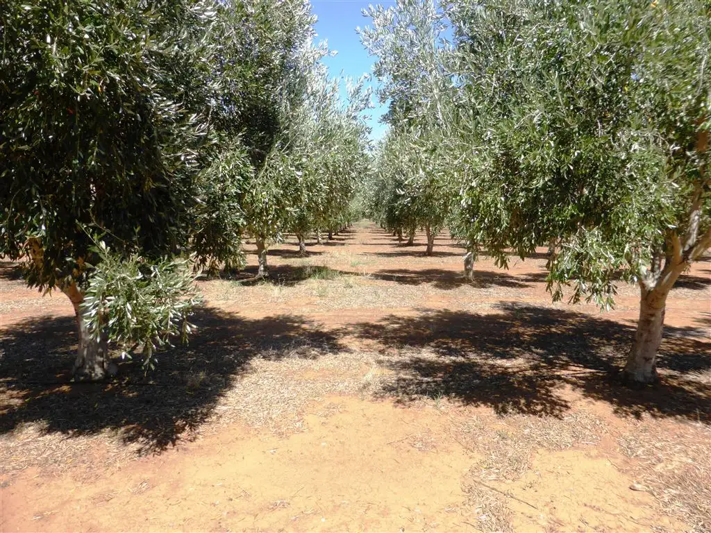 Main view of Homely rural property listing, Lot 21 Blyth Plains Road, Blyth SA 5462