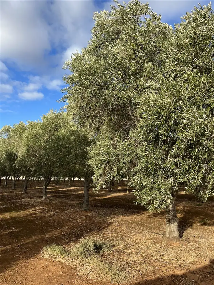 Third view of Homely rural property listing, Lot 21 Blyth Plains Road, Blyth SA 5462