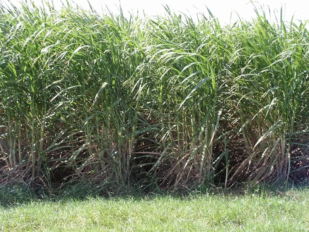 Main view of Homely rural property listing, Address available on request