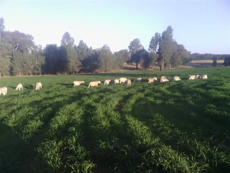 Second view of Homely rural property listing, 319 Castlereagh Highway, Mendooran NSW 2842