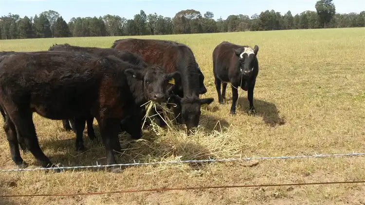Fourth view of Homely rural property listing, 319 Castlereagh Highway, Mendooran NSW 2842