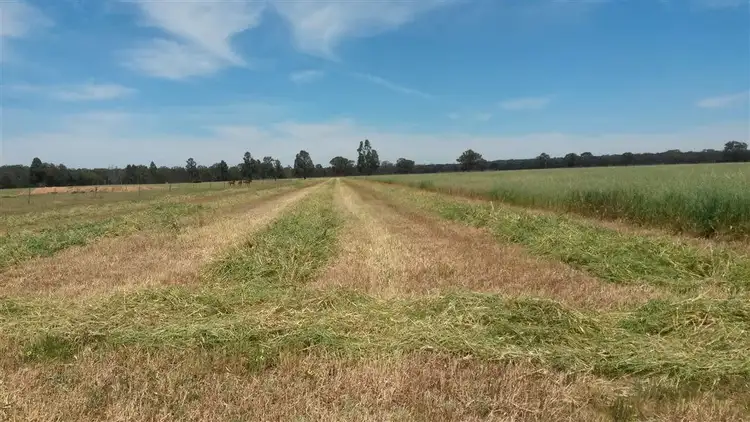 Fifth view of Homely rural property listing, 319 Castlereagh Highway, Mendooran NSW 2842