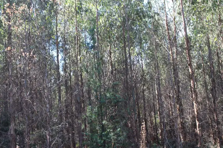 Second view of Homely rural property listing, . Nook Road, Nabowla TAS 7260