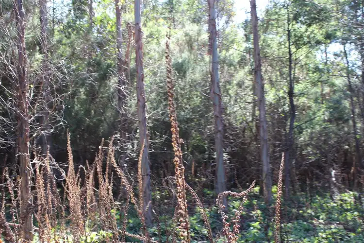 Sixth view of Homely rural property listing, . Nook Road, Nabowla TAS 7260