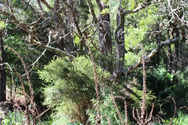 Seventh view of Homely rural property listing, . Nook Road, Nabowla TAS 7260