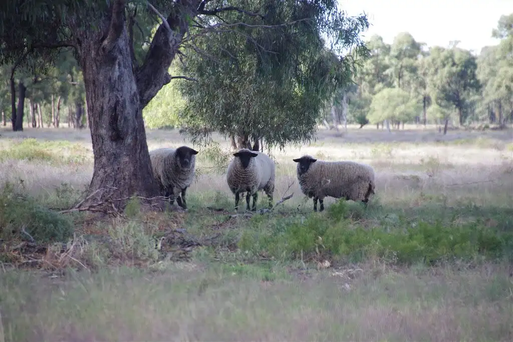 Main view of Homely rural property listing, 190 Werah Creek Road, Wee Waa NSW 2388