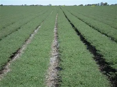 Main view of Homely rural property listing, 1312 McLeods Rd, Tara QLD 4421