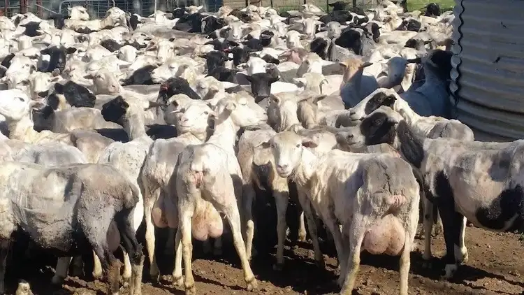 Seventh view of Homely rural property listing, 200 Bibby Road, Badgingarra WA 6521