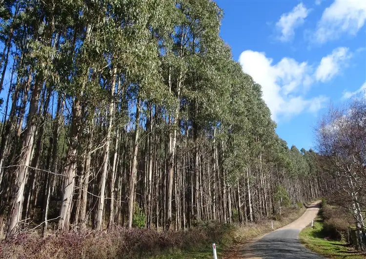 Main view of Homely rural property listing, . Scotts Road, Mole Creek TAS 7304
