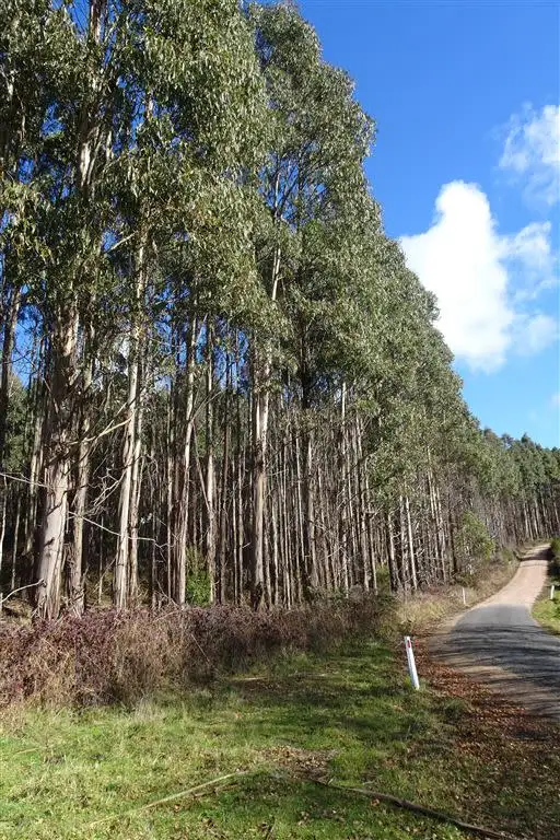 Fourth view of Homely rural property listing, . Scotts Road, Mole Creek TAS 7304