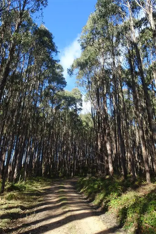 Sixth view of Homely rural property listing, . Scotts Road, Mole Creek TAS 7304