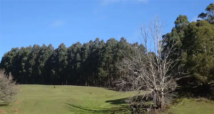 Seventh view of Homely rural property listing, . Scotts Road, Mole Creek TAS 7304