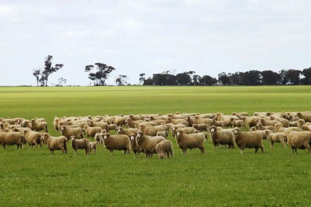 Main view of Homely rural property listing, 349 Kirwan Road, Wongan Hills WA 6603