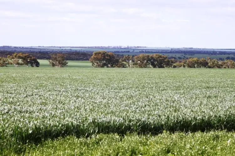 Second view of Homely rural property listing, 349 Kirwan Road, Wongan Hills WA 6603