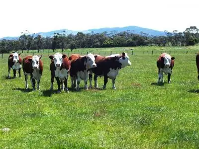 Sixth view of Homely rural property listing, 515 Fuller Road, Foster VIC 3960