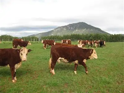 Fourth view of Homely rural property listing, 426 Preston Road, North Motton TAS 7315