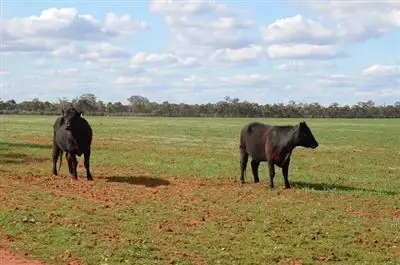 * Marigold, Cobar NSW 2835