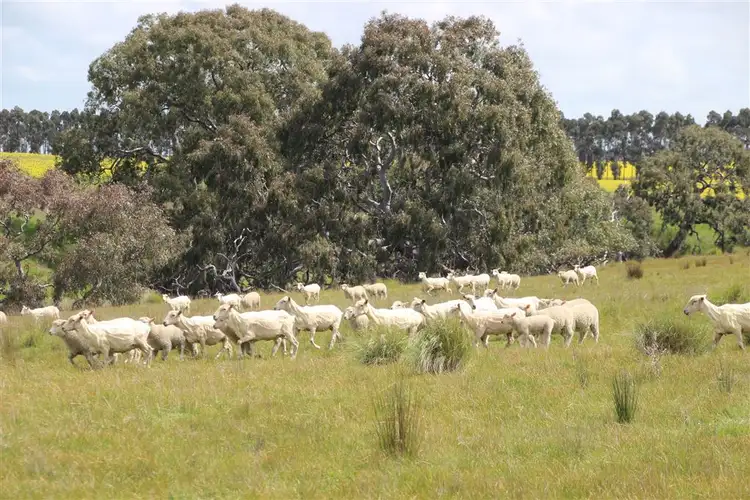 Fourth view of Homely rural property listing, 1151 Lismore-Skipton Road, Skipton VIC 3361