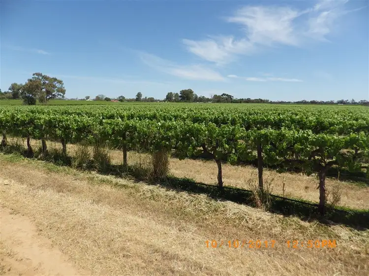 Fourth view of Homely rural property listing, 296 & A113 McKenzie & Brand Roads, Barmera SA 5345