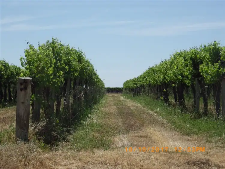 Fifth view of Homely rural property listing, 296 & A113 McKenzie & Brand Roads, Barmera SA 5345
