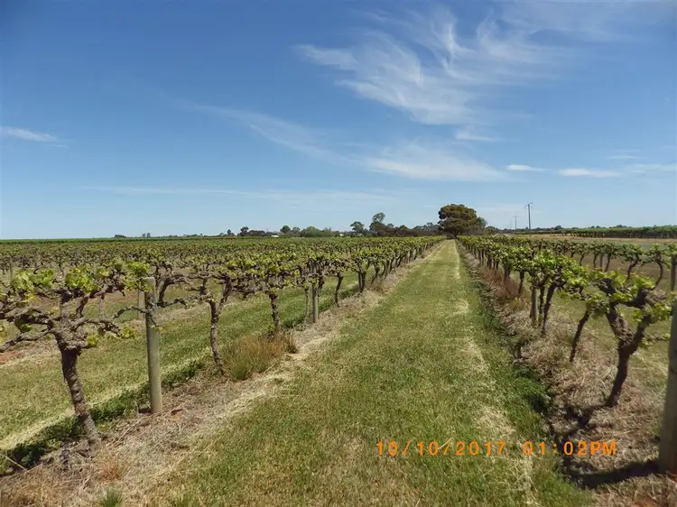 Sixth view of Homely rural property listing, 296 & A113 McKenzie & Brand Roads, Barmera SA 5345