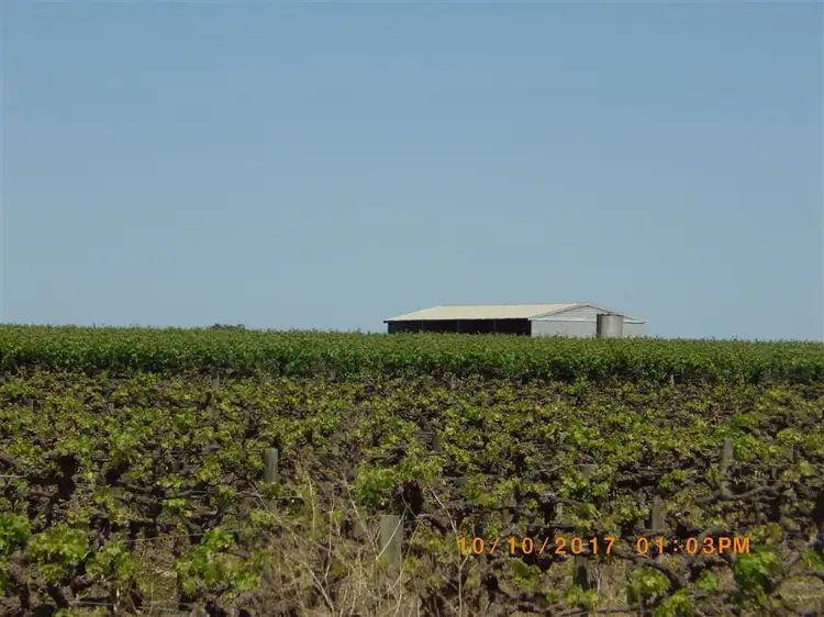 Seventh view of Homely rural property listing, 296 & A113 McKenzie & Brand Roads, Barmera SA 5345