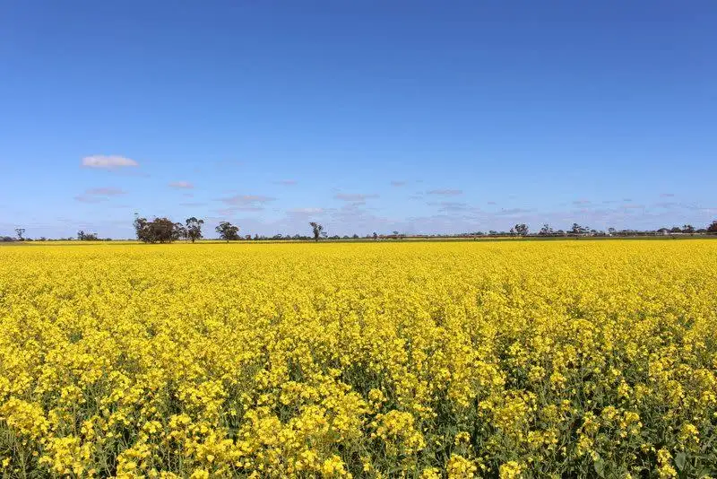 Main view of Homely rural property listing, 16439 Dukes Highway, Bordertown SA 5268