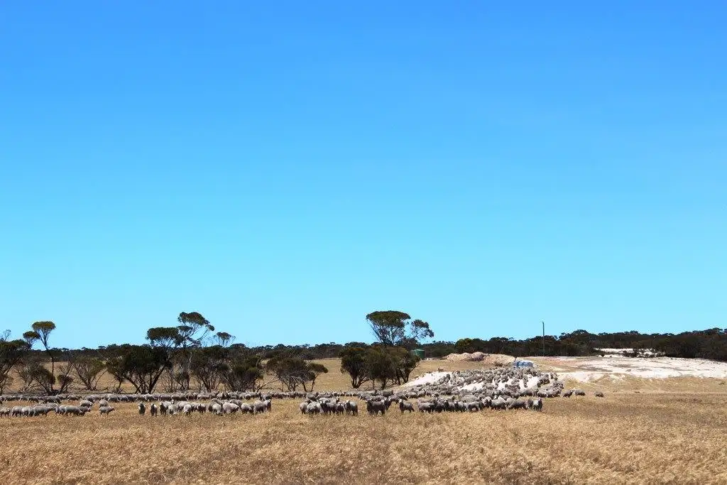 Main view of Homely rural property listing, ' Cowcher ', Pingrup WA 6343