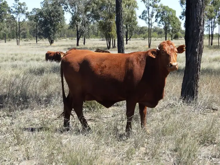 Second view of Homely rural property listing, 253 Goonalah North Road, Miles QLD 4415
