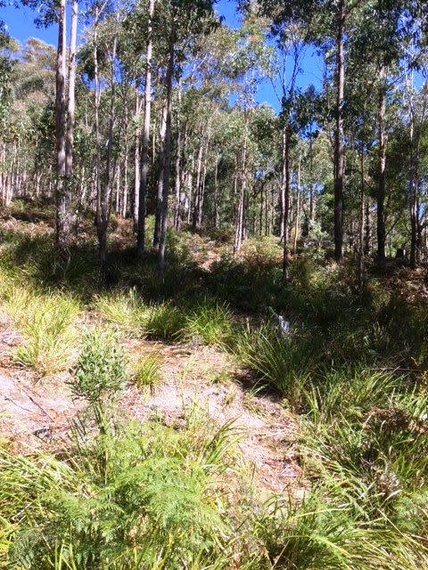Sixth view of Homely land listing, Lot 2 Nicklasons Road, Pyengana TAS 7216