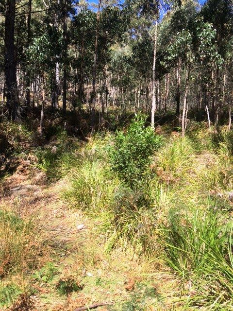 Seventh view of Homely land listing, Lot 2 Nicklasons Road, Pyengana TAS 7216