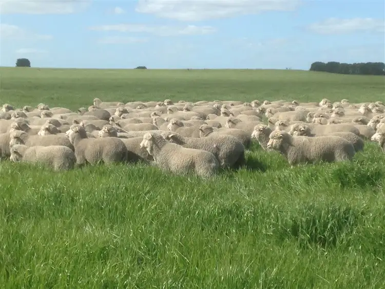 Third view of Homely rural property listing, 1840 Streatham-Woorndoo Road, Nerrin Nerrin VIC 3351