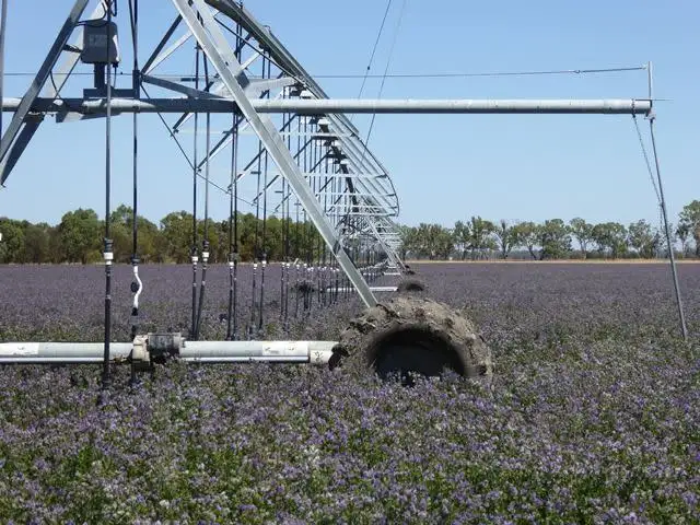 Third view of Homely rural property listing, 69 Darcy Kings Road, Bordertown SA 5268