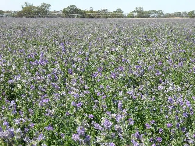 Fifth view of Homely rural property listing, 69 Darcy Kings Road, Bordertown SA 5268