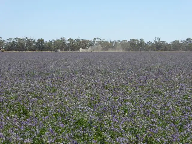 Sixth view of Homely rural property listing, 69 Darcy Kings Road, Bordertown SA 5268