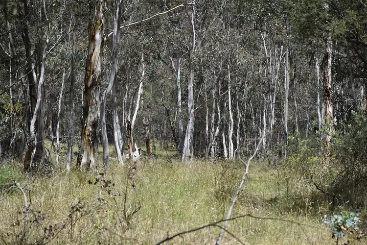 Seventh view of Homely rural property listing, 441 Bingo Tice Road, Omeo VIC 3898