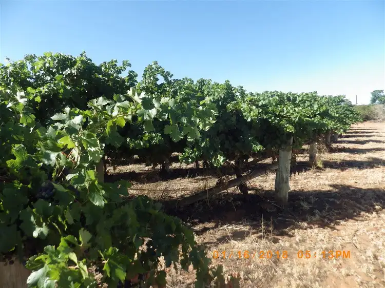 Third view of Homely rural property listing, 364 Katarapko Crescent, Winkie SA 5343