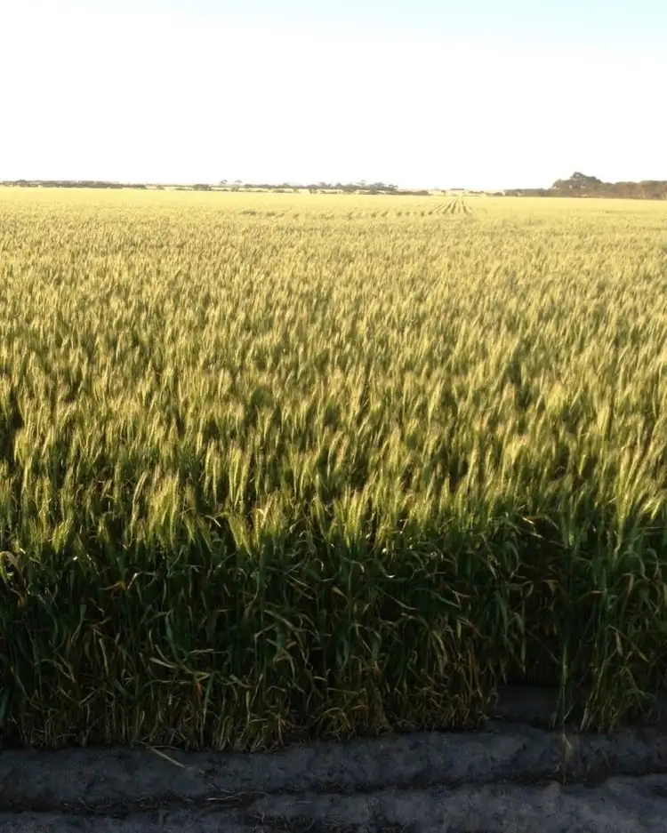 Seventh view of Homely rural property listing, . Mindarabin Road, Nyabing WA 6341