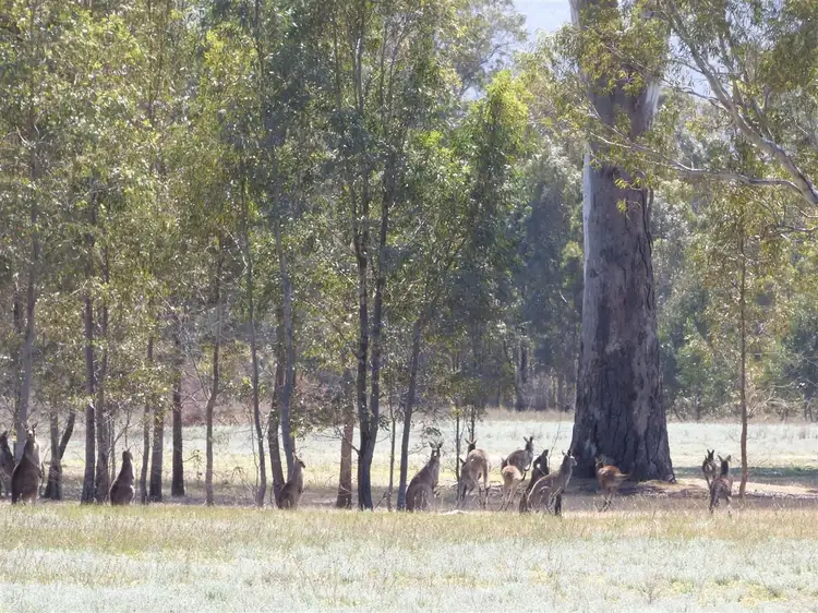 Fifth view of Homely land listing, Lot 11 3006a Northern Grampians, Wartook VIC 3401