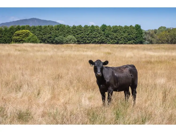 Second view of Homely rural property listing, 1193 Upper Boho Road, Boho South VIC 3669