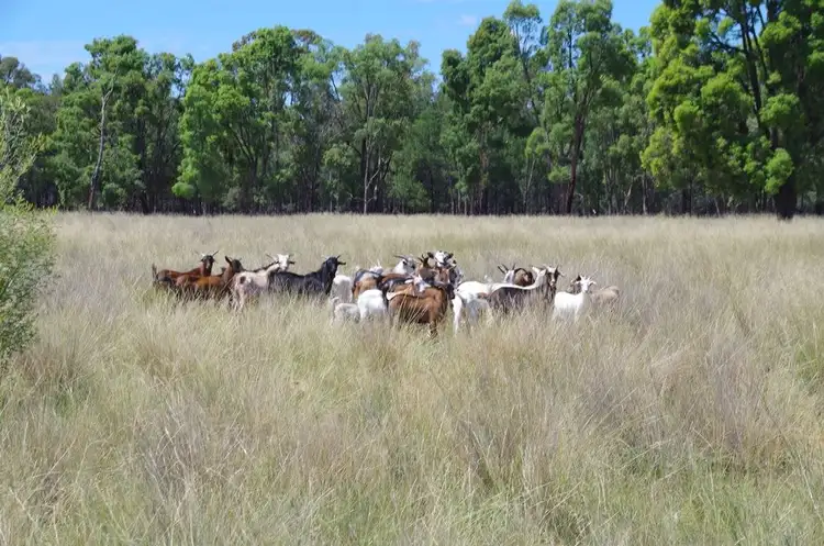 225 Tuppiari Road, Narrabri NSW 2390