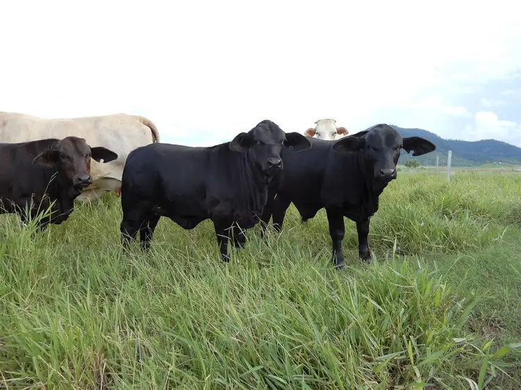 Second view of Homely rural property listing, 286 Pernas Road, Kuttabul QLD 4741