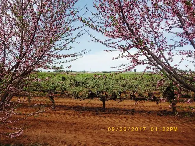 Third view of Homely rural property listing, 23 Scott Road, Berri SA 5343