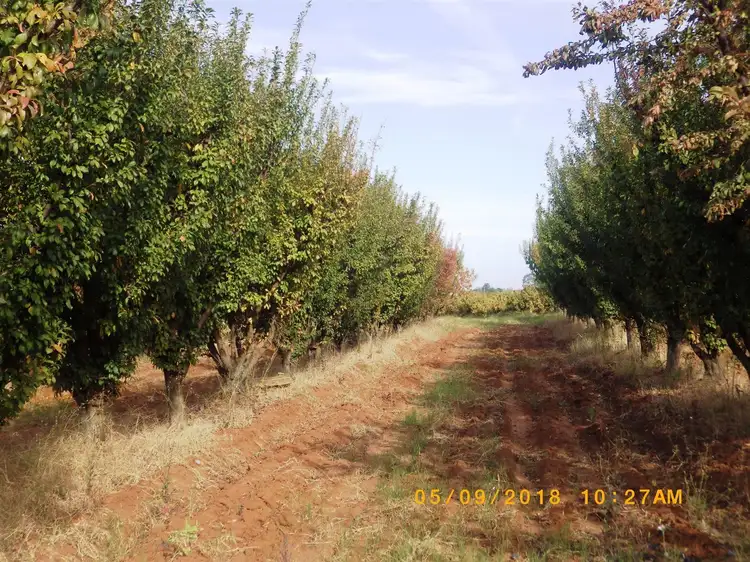 Fourth view of Homely rural property listing, 23 Scott Road, Berri SA 5343