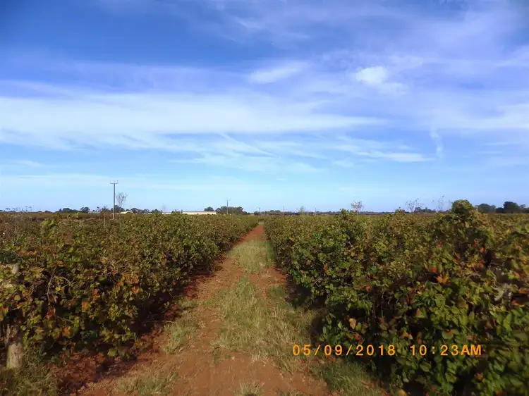 Fifth view of Homely rural property listing, 23 Scott Road, Berri SA 5343