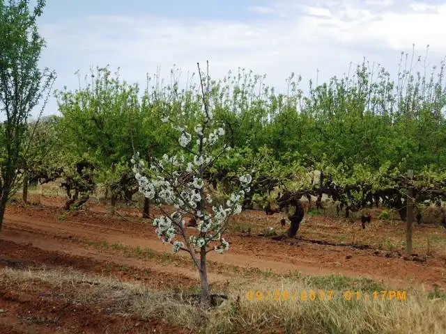 Seventh view of Homely rural property listing, 23 Scott Road, Berri SA 5343